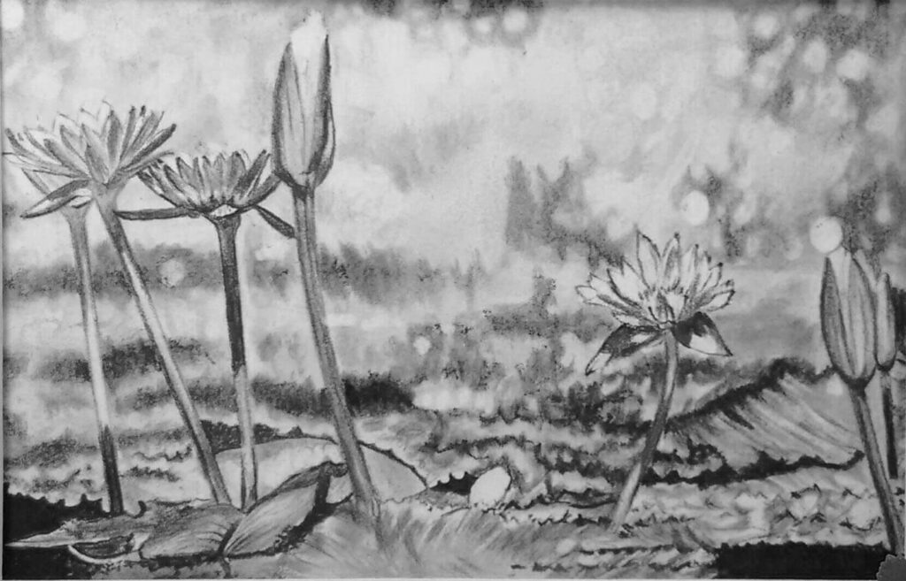 Waterlilies charcoal drawing by JR Thomas